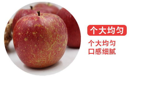 大涼山鹽源丑蘋果 冰糖心紅富士，應季脆甜新鮮直達